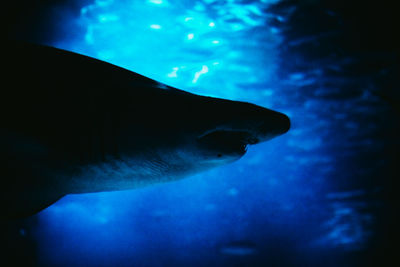 Fish swimming in sea