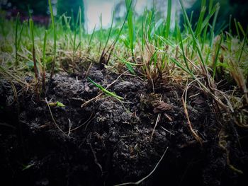 Plants growing in forest