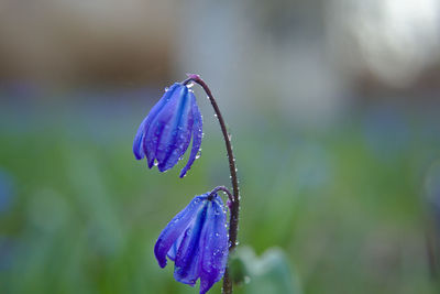 Close-up of purple blue flower