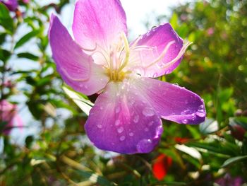 Close-up of pink flowers