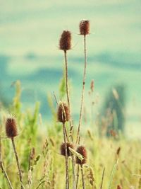 Close-up of thistle on field against sky