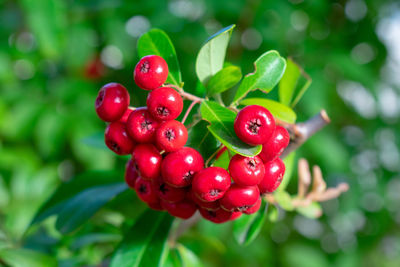 Close-up of red berries growing on plant