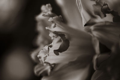 Close-up of flowers against blurred background