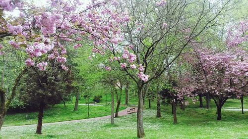 Trees growing in park