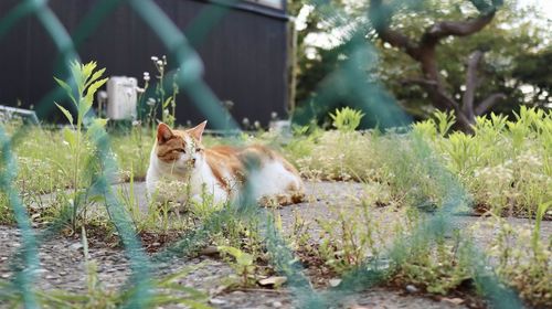 Cats sitting on grass