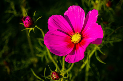Close-up of pink cosmos flower