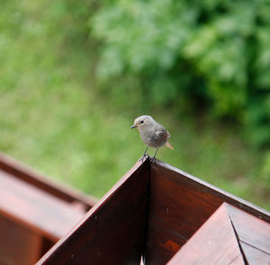 Low angle view of bird perching on railing