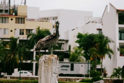 Bird perching on wooden post in building