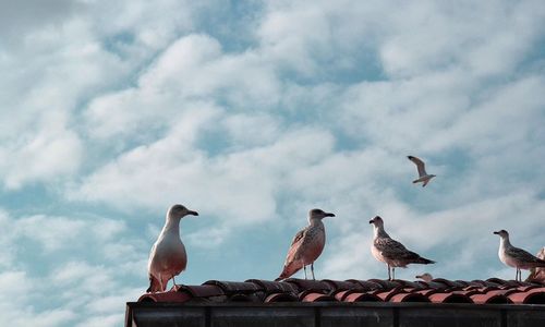 Birds perching on roof against sky