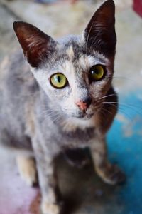 Close-up portrait of cat