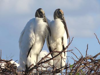 Low angle view of birds perching on tree against sky