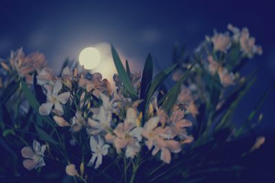 Close-up of flowers blooming outdoors