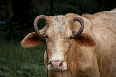 Close-up portrait of cow