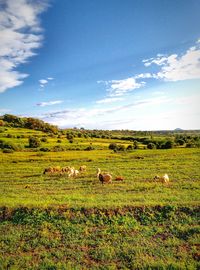 Horse grazing on field against sky