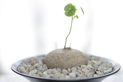 Close-up of potted plant on table