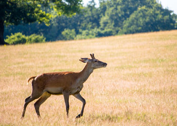 Side view of a wild red deer on field