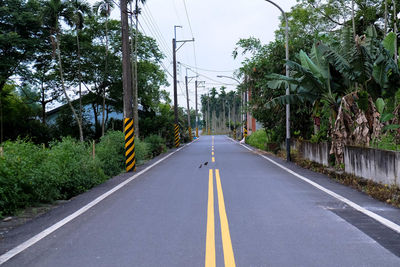 Road amidst trees