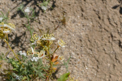 Close-up of insect on plant