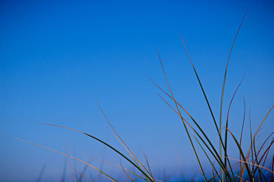 Low angle view of plants against clear blue sky