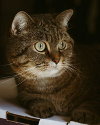 Close-up portrait of a cat