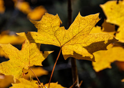 Close-up of yellow maple leaves