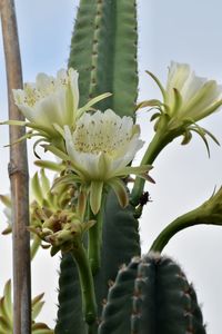 Close-up of flowering plant