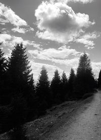 Low angle view of trees in forest against sky