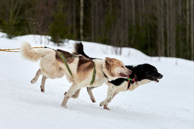 Running husky dog on sled dog racing. winter dog sport sled team competition. siberian husky dogs