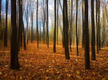 Trees in forest during autumn