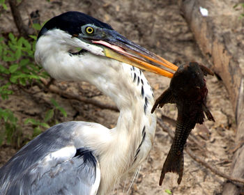 Closeup portrait of cocoi heron hunting with live fish in mouth in the pampas del yacuma, bolivia.