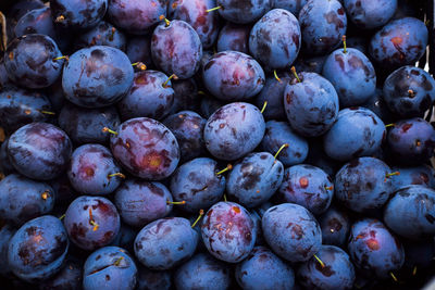 A large box of blue plums on the market.  autumn harvest concept