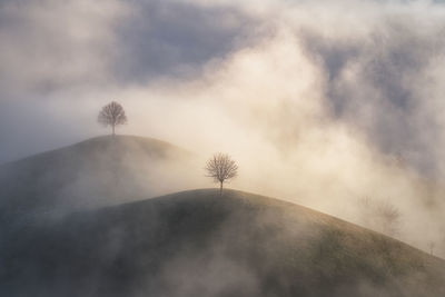 Plant growing on land against sky