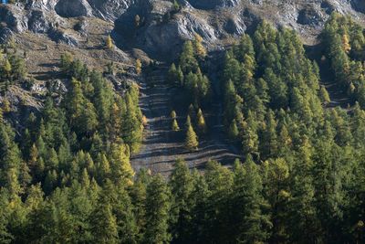 High angle view of plants growing on land