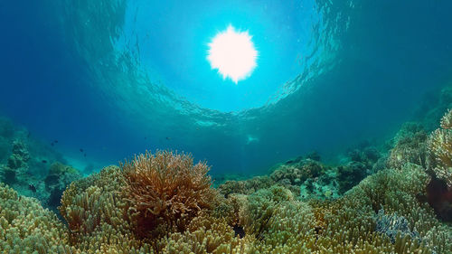 sea