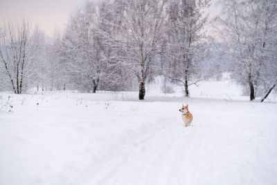 Bare tree on snow covered landscape