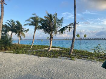 Palm trees on beach against sky