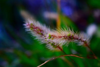 Close-up of caterpillar on plant