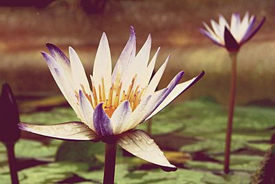 Close-up of flower blooming outdoors