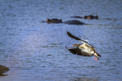 Seagull flying over sea