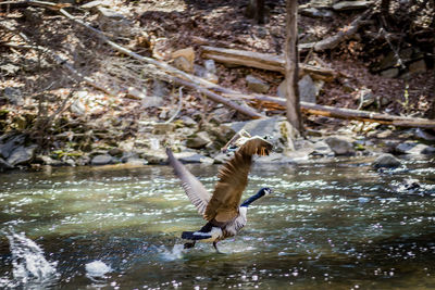 Bird in river