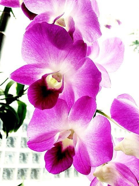 flower, petal, freshness, fragility, flower head, pink color, close-up, beauty in nature, growth, nature, blooming, purple, focus on foreground, pink, in bloom, plant, no people, blossom, day, orchid