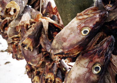 Close-up of fish for sale in market