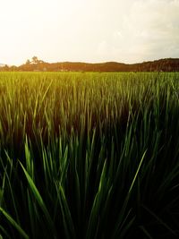 View of stalks in field against sky