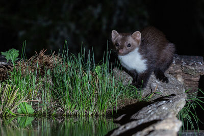 Portrait of a marten looking me