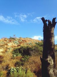 Trees on landscape against blue sky