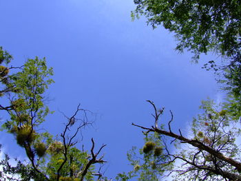 Low angle view of trees against blue sky