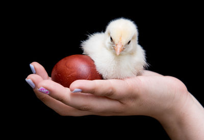 Close-up of hand holding bird against black background