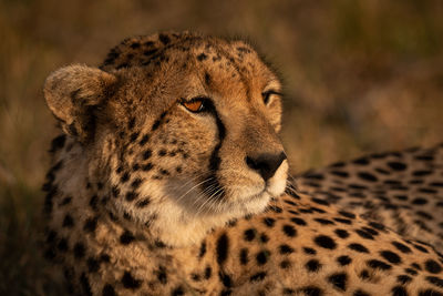 Close-up of cheetah looking away in forest