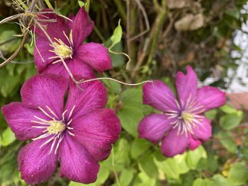 Close-up of pink flowering plant