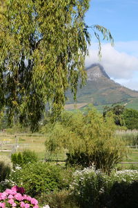 Scenic view of tree by mountain against sky